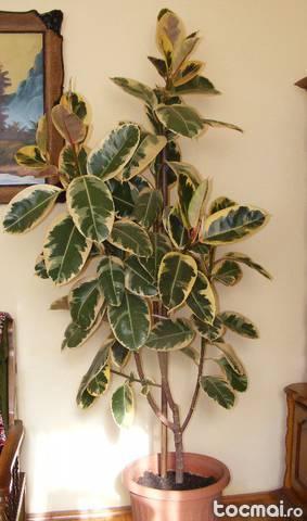 Ficus robusta variegata in ghiveci