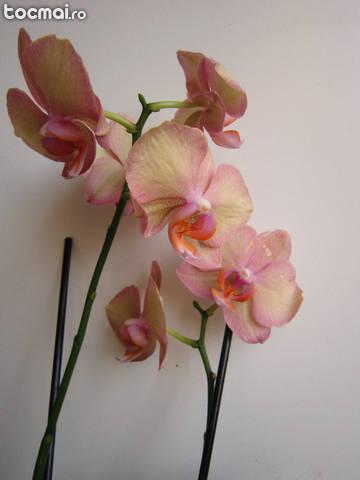 orhidee inflorita