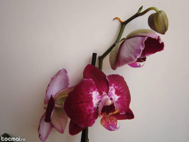 phalemopsis orhidee