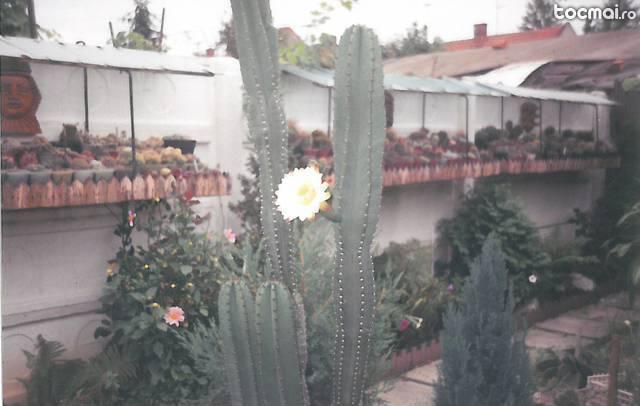 Cactusi din Colectie