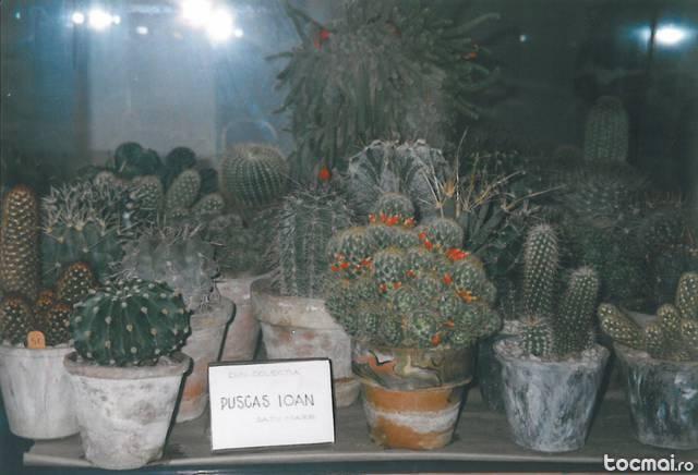 Cactusi din Colectie