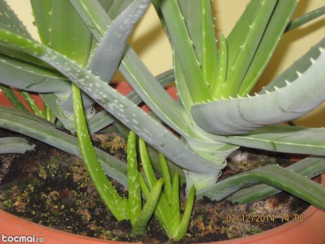 Planta Aloe Vera in ghiveci mare- pentru tratament