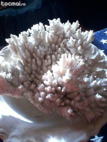 Coral natural superb
