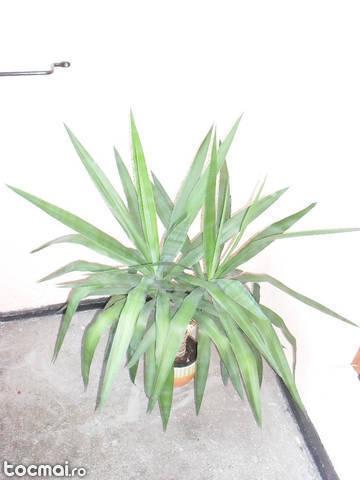 planta yucca (iuca) 1 metru inaltime