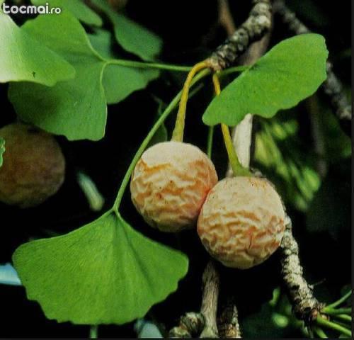 Seminte ginkgo biloba