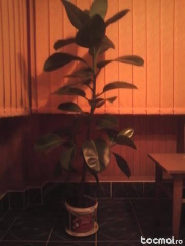 Ficus mare de 1, 5 m