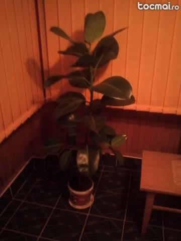 Ficus mare de 1, 5 m