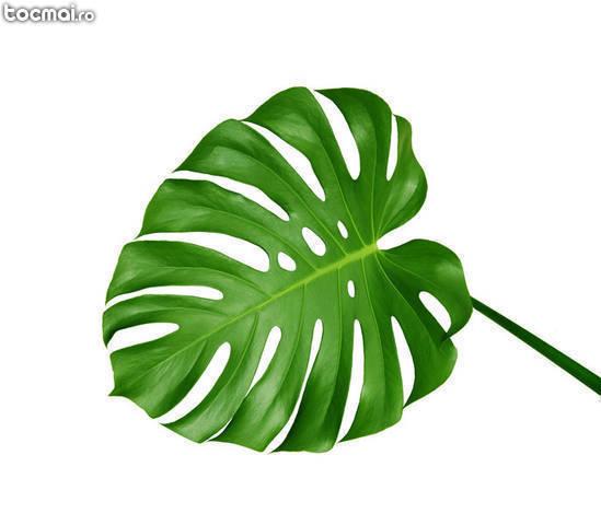 Rasaduri plante decorative