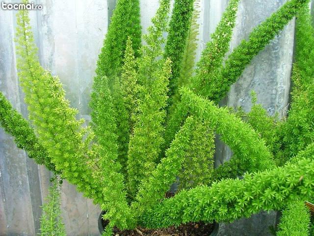 Rasaduri plante decorative