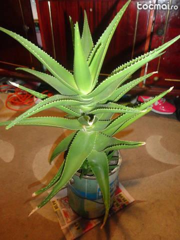 Aloe vera tip palmier 40 cm