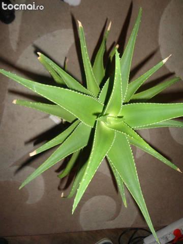 Aloe vera tip palmier 40 cm