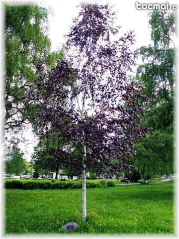Betula pendula ‚Purpurea’ - mesteacan rosu