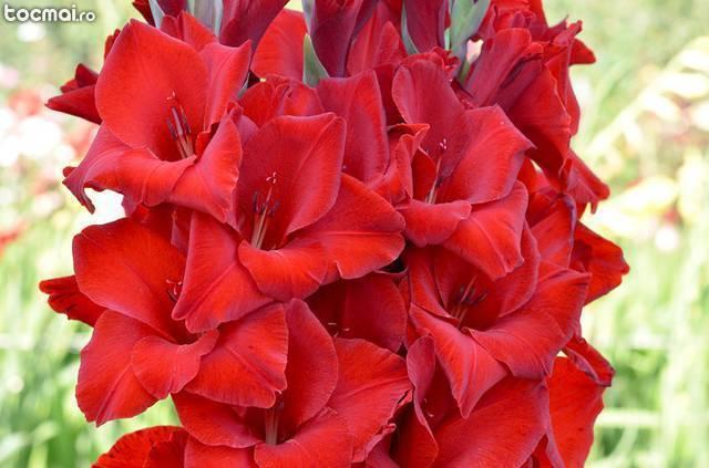 Bulbi gladiole rosu inchis