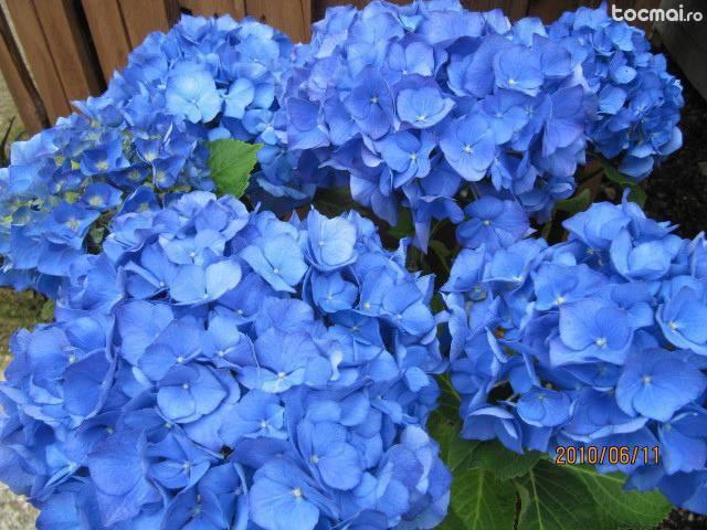 HORTENSIE - Hydrangea macrophylla ‚Renate’