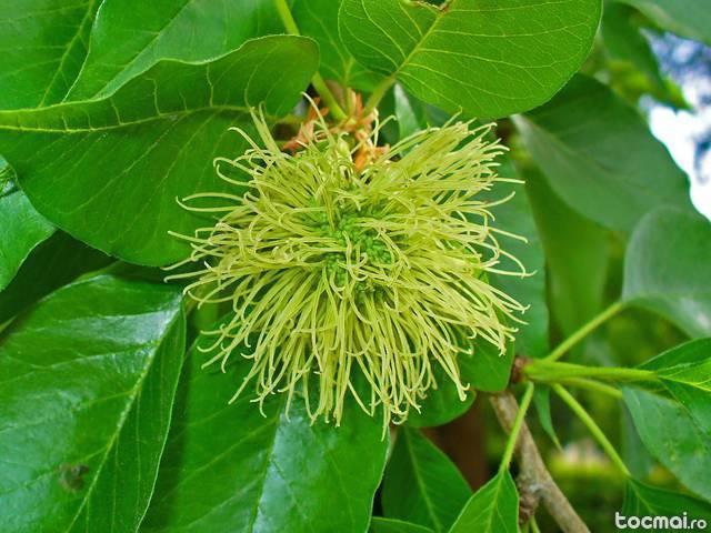 Maclura - maclura pomifera