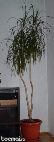 Planta forma palmier Dracaena Marginata 1, 6 m + ghiveci