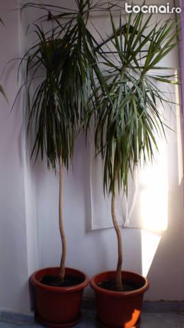 Plante forma palmier dracaena marginata (2 m)