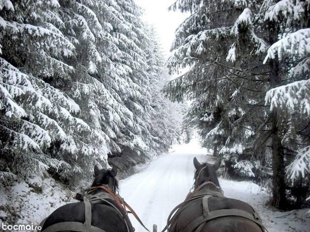 Sania tras de cai de la Pensiunea Tulipan, Sat. Cozmeni