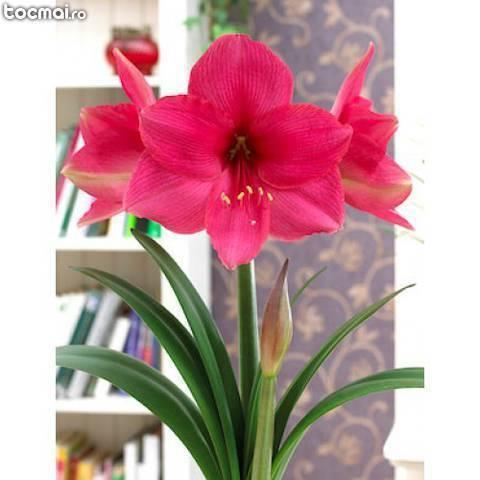 Bulbi flori primavara - crini amaryllis Pink Surprise