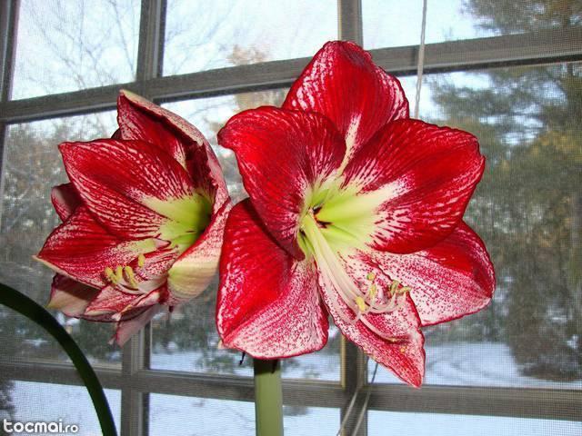 Bulbi flori primavara - crini de ghiveci amaryllis Flamenco