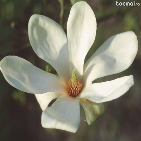 magnolie alba
