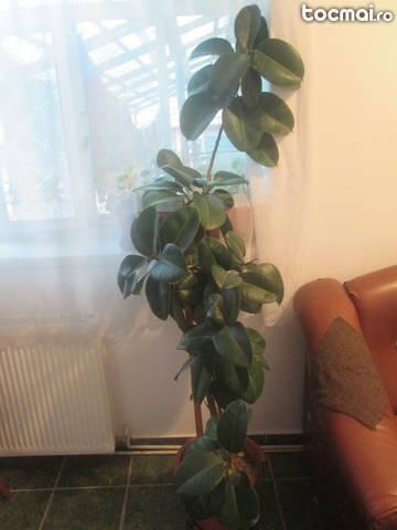 Ficus 2 metri, 12 ani