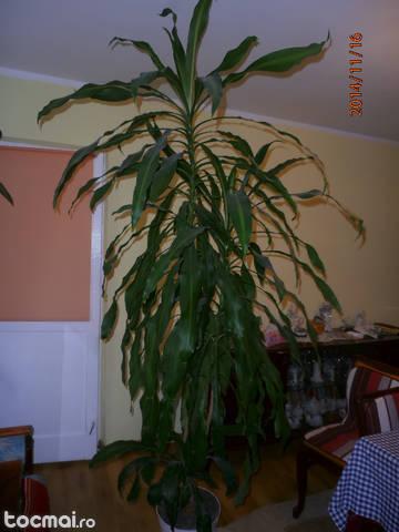 planta Dracaena