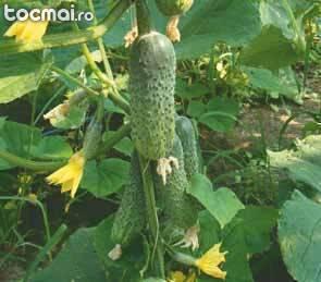 Seminte de legume , flori