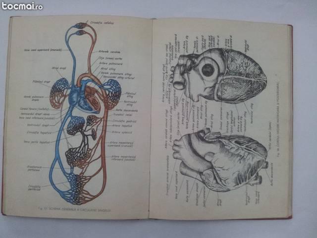 Mic atlas de anatomia omului, Dem. Theodorescu