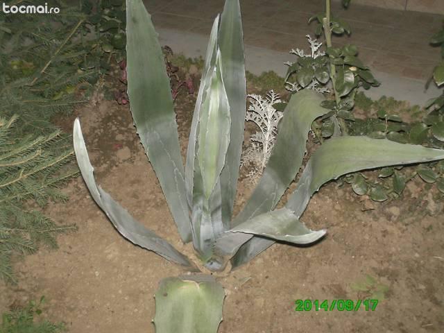 Aloe verea 8- 10 ani