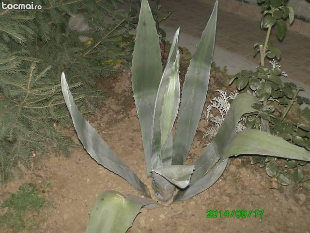 Aloe verea 8- 10 ani