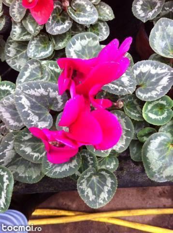 Cyclamen