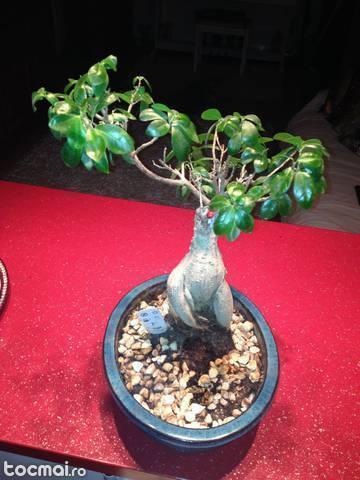 Ficus ginseng