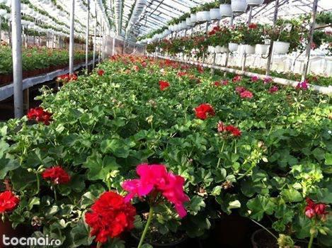Muscate si pelargonie