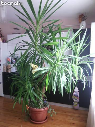 planta ornamentala yucca
