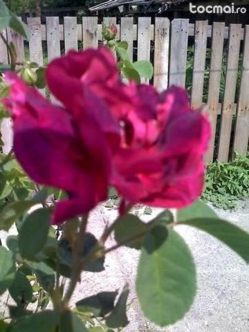 Trandafiri de dulceata mov si roz