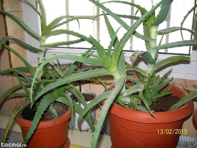 Aloe- vera, plante