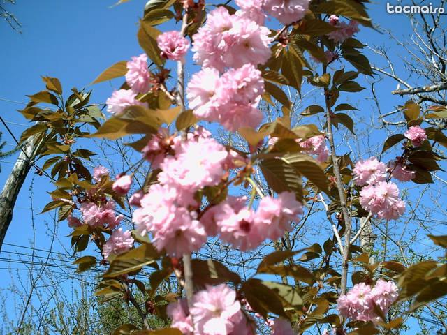Cires japonez, magnolia, glicina, arbori pendulari