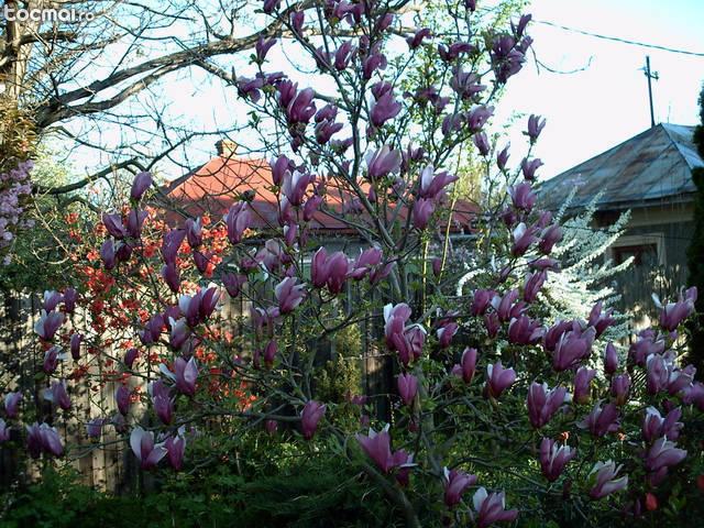 Cires japonez, magnolia, glicina, arbori pendulari
