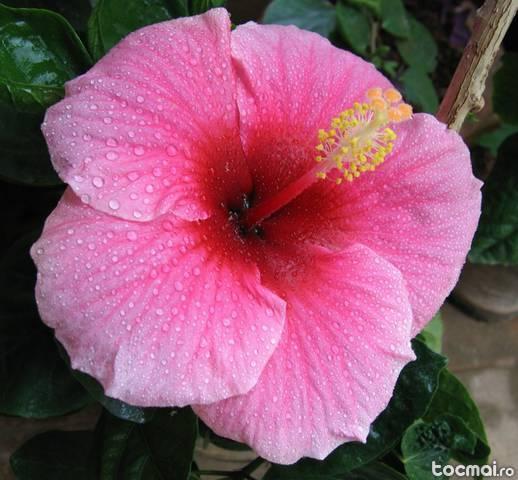 Hibiscus, Buxus si Narcise