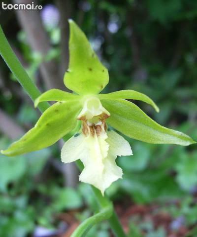 Pseudobulb Calanthe Niponica - Orhidee de gradina