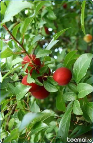 puieti pomi fructiferi ( mar, par, prun, gutui)