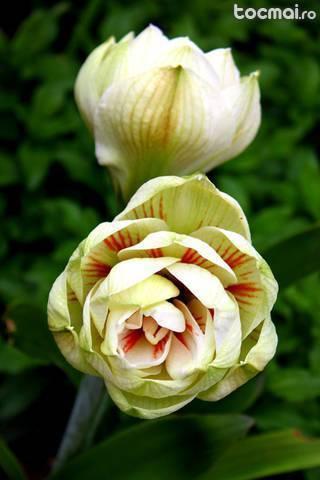Bulbi de flori - crini de ghiveci amaryllis nymph