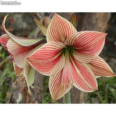 Bulbi de flori de primavara - crini amaryllis Exotic Star