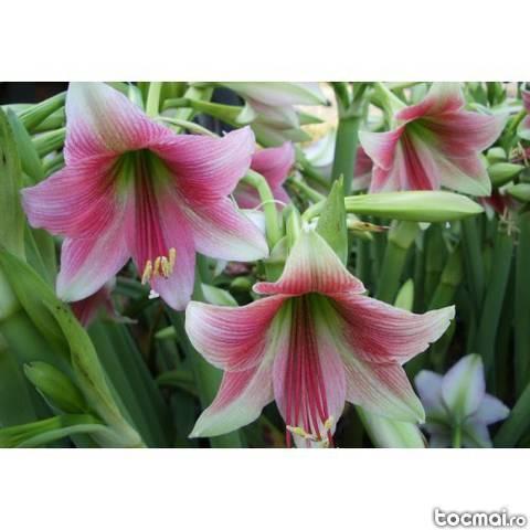 Bulbi de flori de primavara - crini amaryllis Misty
