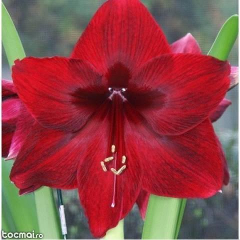 Bulbi de flori de primavara - crini amaryllis Red Pearl