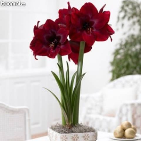 Bulbi de flori de primavara - crini amaryllis Red Pearl
