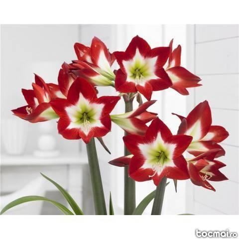 Bulbi de flori de primavara - crini amaryllis Tres Chic