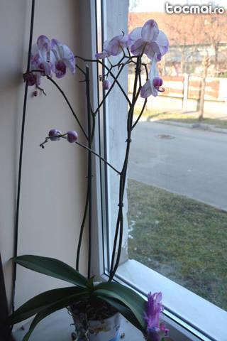 Floare interior - Orhidee