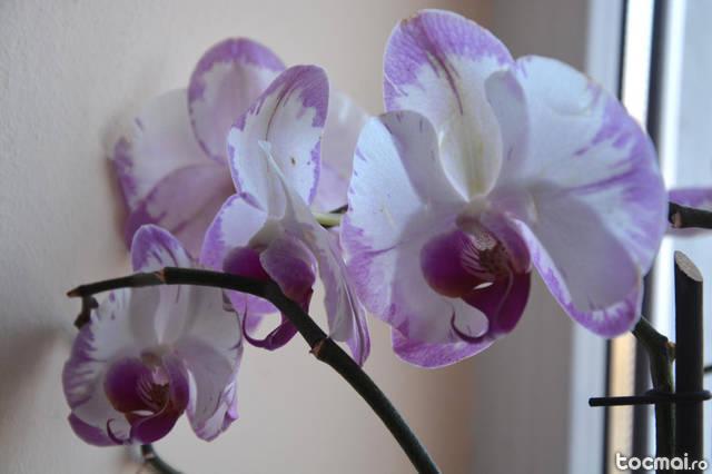 Floare interior - Orhidee